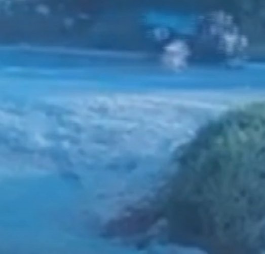 Mersin’de köpek saldırısı kazaya neden oldu: Kadın sürücü yaralandı