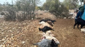 Tarsus’ta ağıla yabani hayvan saldırısı: 12 küçükbaş telef oldu