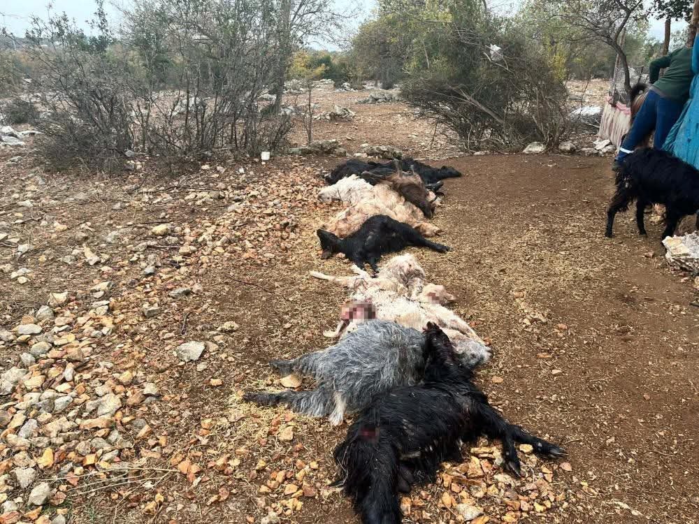Tarsus’ta ağıla yabani hayvan saldırısı: 12 küçükbaş telef oldu