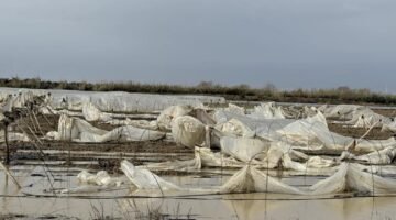 Tarsus’ta yağmur ve fırtına etkili oldu, seralar zarar gördü