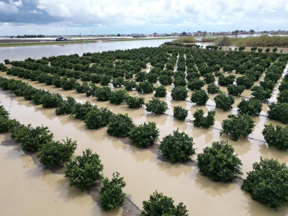 Tarsus’ta yağışlar tarım arazilerini vurdu