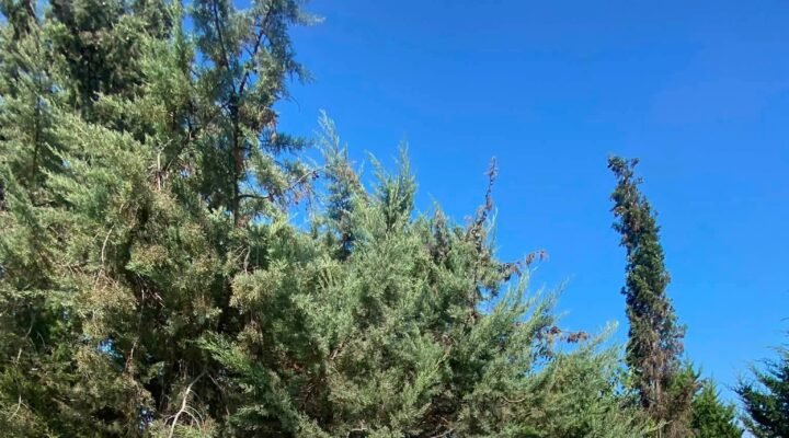 EMŞAV Tarsus İlçe Başkanlığından Şehit Polis Memuru Hasan Sert İçin Anma Programı